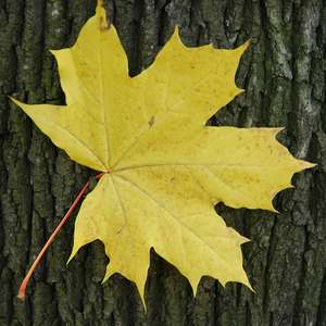 Maple leaf against Maple bark - offering fine contrast