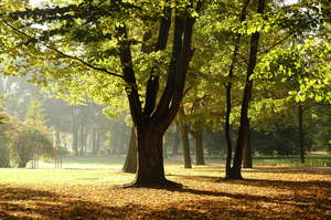 Fall morning in Luzanky, park in Brno 