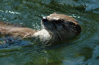 Otter swimming backstroke