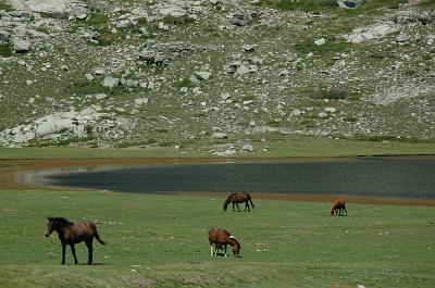 Koně u jezera Nino