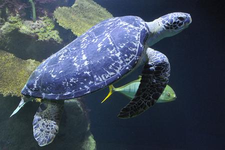 Obrovská vodní želva