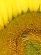 Bee detail on sunflower