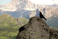 Typičtí horští ptáci, v pozadí masiv Civetty