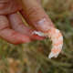 Shrimp - prepared to eat