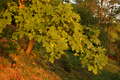 Flood of maple leaf