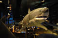 Žralok - expozice podvodních potvor