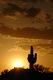 Slunce zapadá za Saguarem