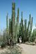 Některá Saguara dorůstají až 10m výšky