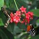 Motýli sosající nektar