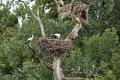 Stork nests